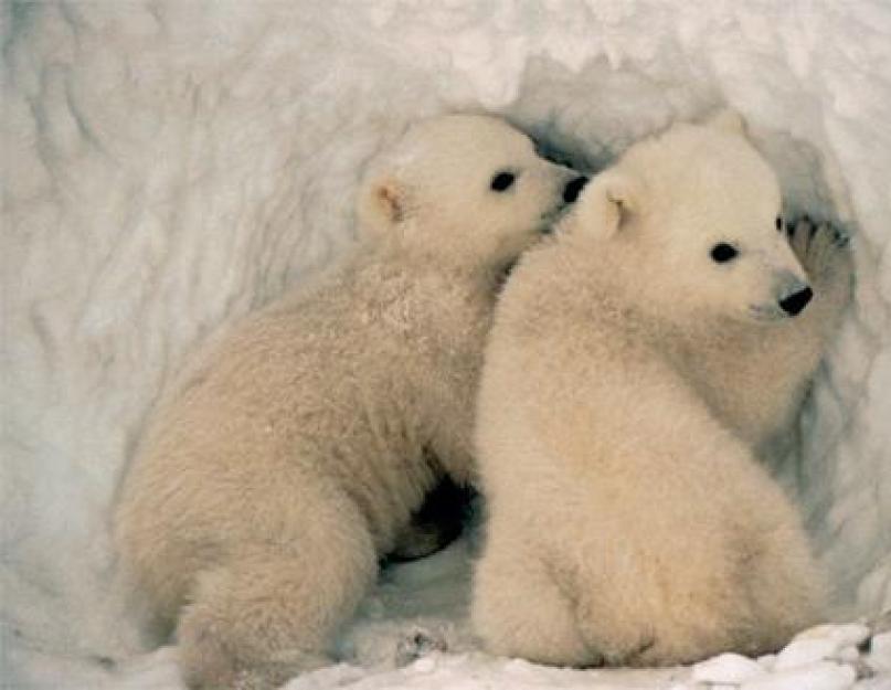 الدب القطبي الأبيض - الوصف والمدى والتغذية والتكاثر والسلوك والصورة.  الدب القطبي.  نمط الحياة وموائل الدببة القطبية