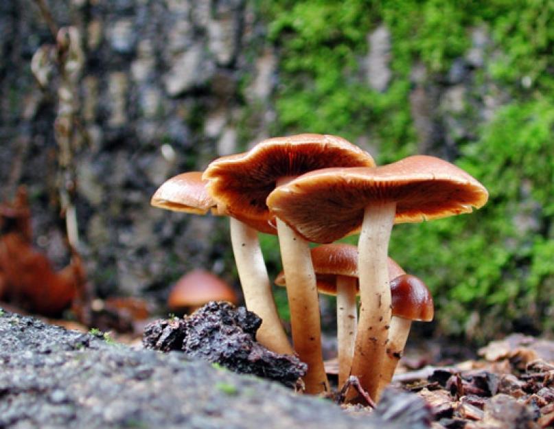 Красивые фотографии всех грибов. Виды и названия грибов с картинками
