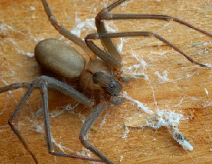 العنكبوت البيت البني.  عنكبوت الناسك البني: كيف يبدو ومدى خطورته على البشر.  أعراض التسمم من لدغة العقرب