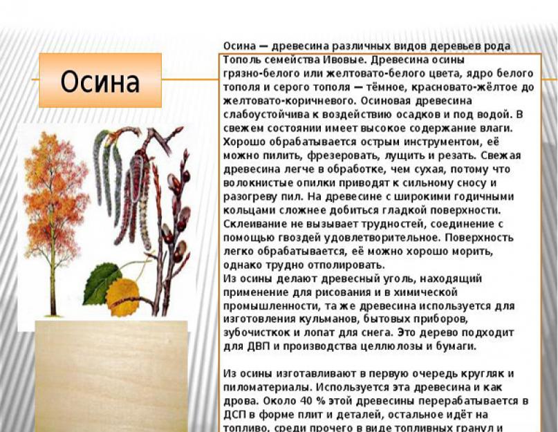 Род тополь виды. Осина дерево описание. Свойства древесины осины. Описание листьев осины. Осина дерево полезные.