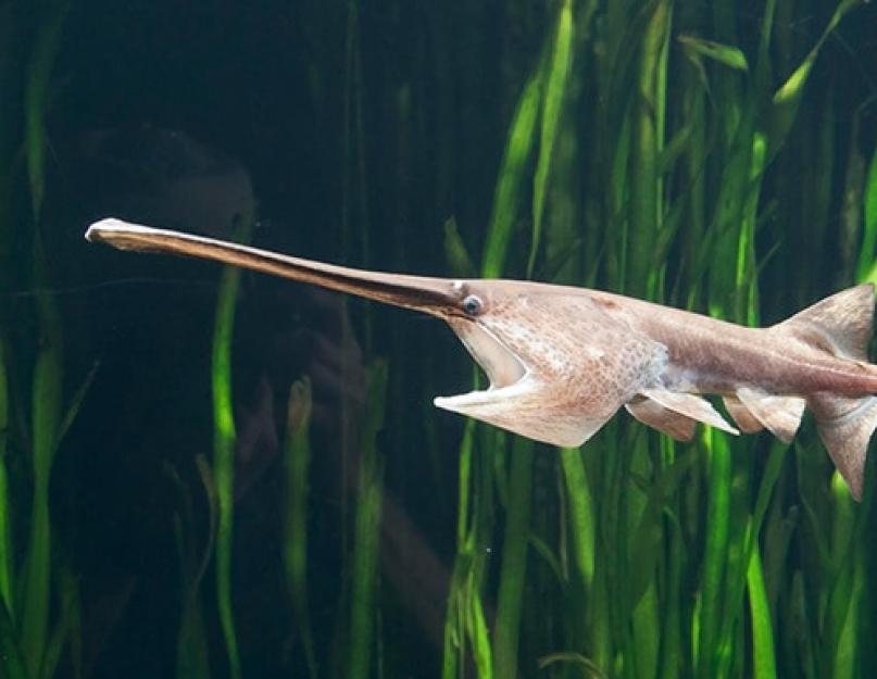 Mi a leghosszabb hal a földön.  A világ legnagyobb és legszörnyűbb halának minősítése