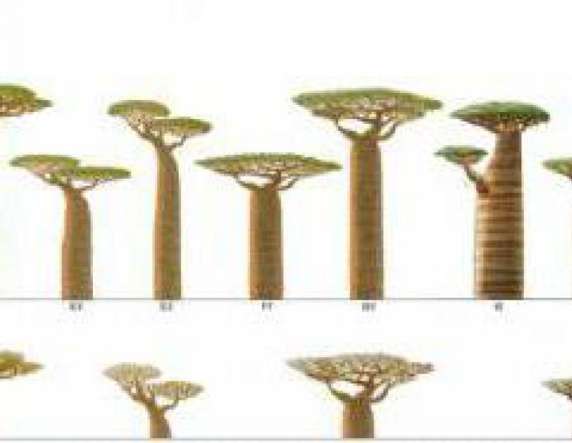 Использование баобаба. ﻿ Дерево Баобаб фото и описание. Легенды о баобабах