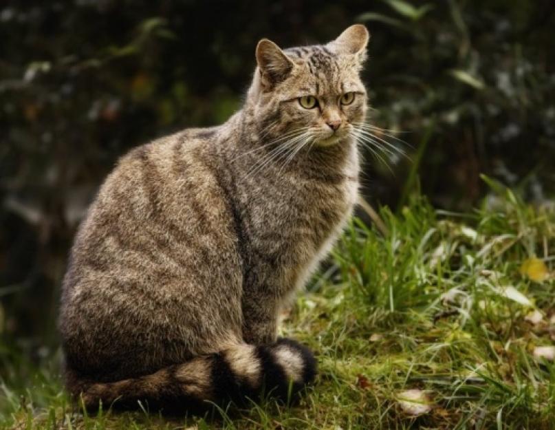 Kaukazo laukinė katė.  Miško katė.  Miško katės gyvenimo būdas ir buveinė.  Miško kačių mityba