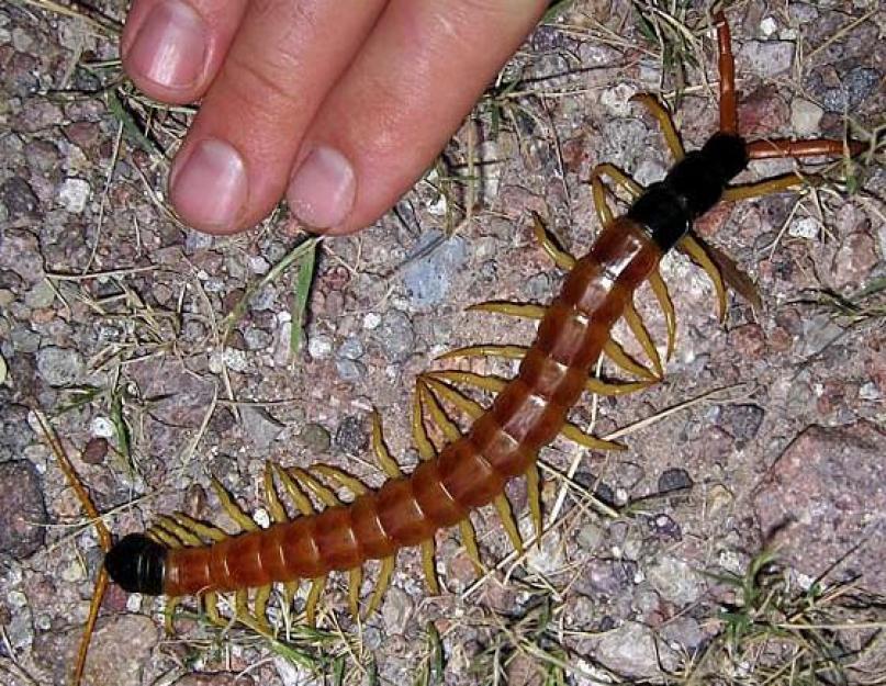 Scolopendra: fotó egy rovarról, mint veszélyes.  A százlábú titkos élete.  Scolopendra (fotó): Egy kisállat, amitől megborzongsz