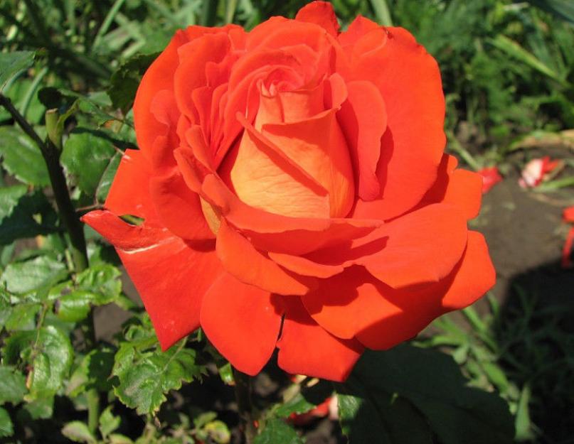 “.  Rosa Verano - «✿✿✿ Rožė yra visų gėlių karalienė, tai tikrai!  ✿✿✿ Scarlet rožė - ryški jūsų gėlyno puošmena!  » Rosa verano aprašymas