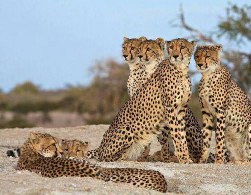 Гепард и леопард. Прайд леопардов. Гепард и леопард отличия. Эволюция леопарда. Различные между гепардом и леопардом.