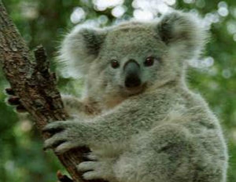Mikor fedezték fel a koalákat?  Koala vagy erszényes medve