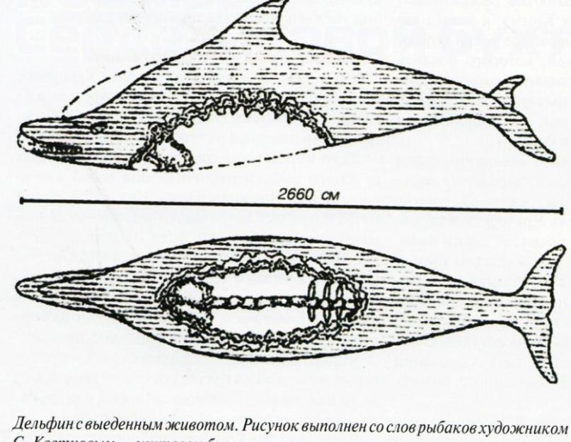 Karadag الثعبان: أساطير ، خيال ، واقع وحوش القرم.  وحش البحر الأسود.  هل يعيش ثعبان البحر في كاراداج؟  وحوش البحر في البحر الأسود