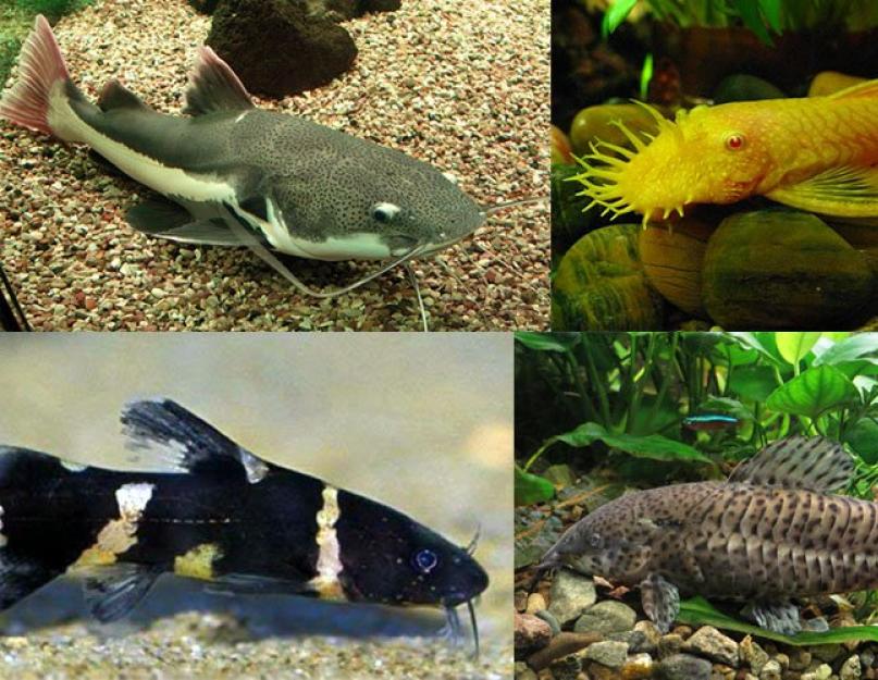 Сомы аквариумные виды фото и названия