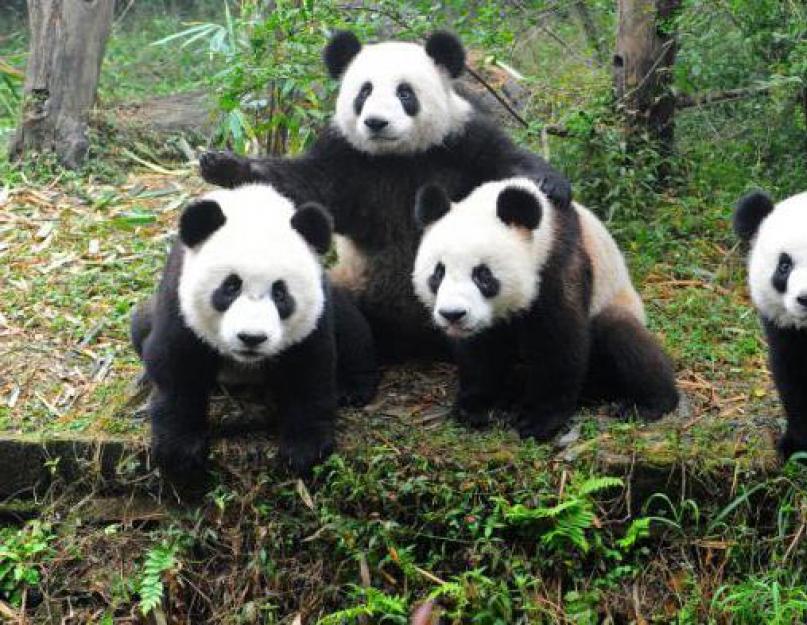 Панда группа к которой относится вид. Сообщение о панде