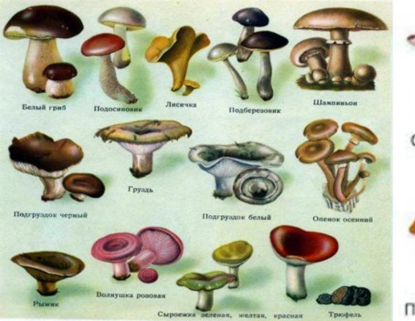 Виды осенних грибов. Виды и названия грибов с картинками