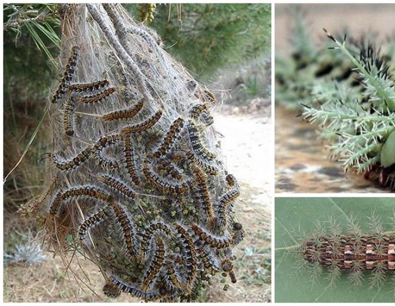 Obična gusjenica.  Transformacija gusjenice u leptira.  Gdje žive gusjenice?