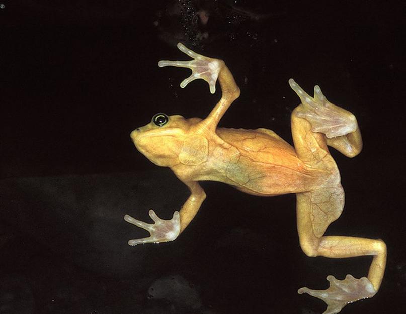 Панамская золотая лягушка. Панамская золотистая лягушка — ядовитое сокровище Каким способом общения обладают панамские золотые лягушки