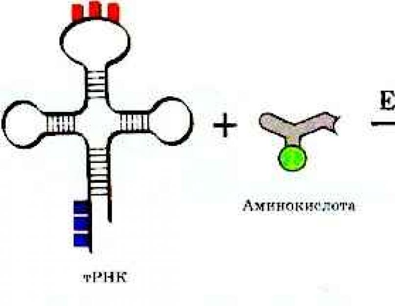 Т рнк это белок. Соединение ТРНК С аминокислотой. Присоединение аминокислоты к ТРНК. Реакция присоединения аминокислоты к ТРНК. ТРНК присоединяет аминокислоту.