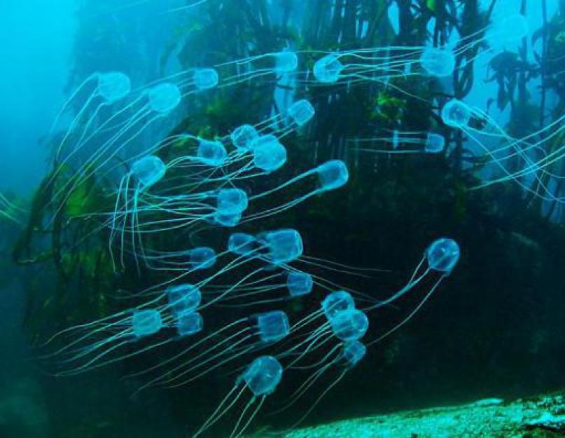 Meduza pliva u vodi.  Jezero meduza je tropska voda sa sigurnim meduzama.  Šta je cvjetanje