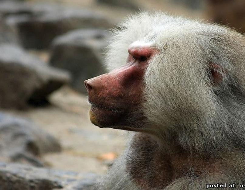 يا له من قرد ذو غنيمة حمراء.  القرد hamadryas أو frilled baboon: صور ووصف للحيوان وصور وفيديوهات مضحكة.  أنواع القرود الصغيرة