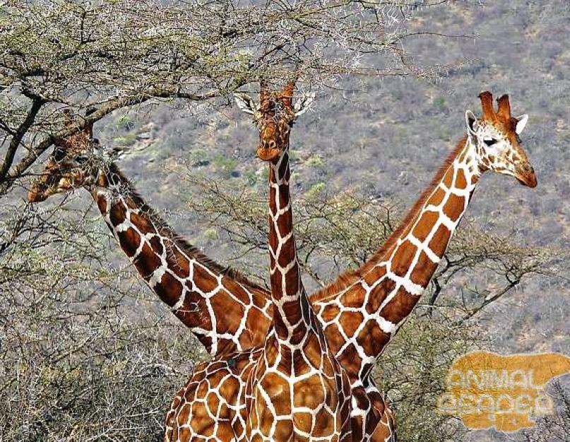 Где живет жираф и чем питается. Интересные факты о африканских жирафах. Чем и как питается жираф