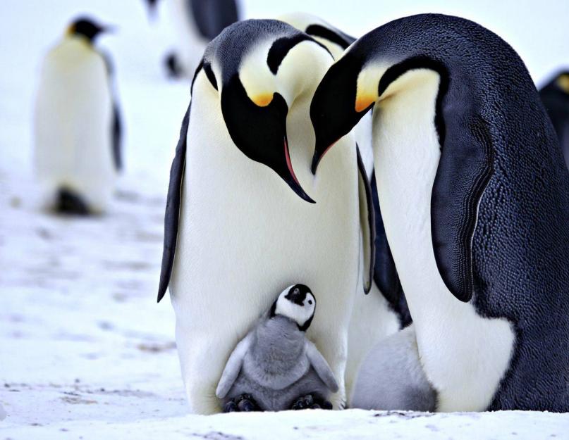 Где живут белые медведи и пингвины. Пингвины антарктиды Белые медведи и пингвины живут в антарктиде