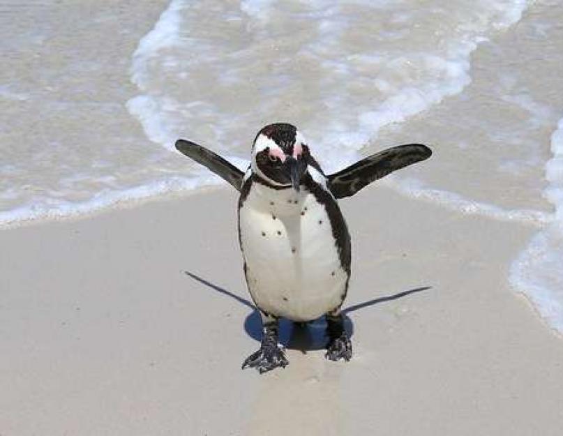 Какие есть пингвины. Пингвины антарктиды