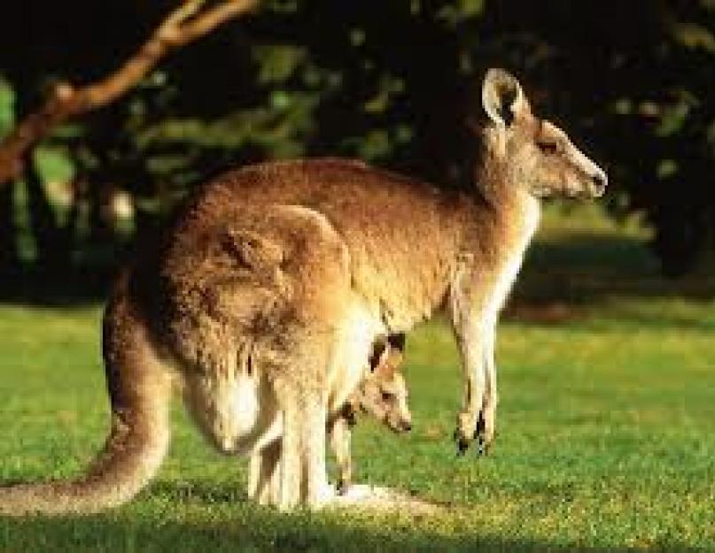 У самцов кенгуру есть сумка. Есть ли у самцов кенгуру сумка? У каких млекопитающих тоже есть брюшная сумка