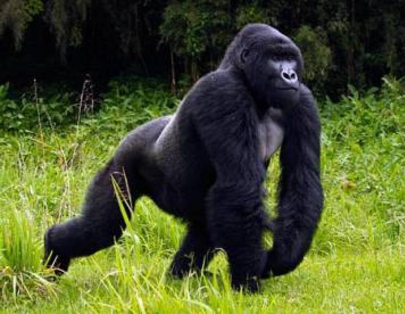 Горилла – самая крупная человекообразная обезьяна (обновлено!). Сколько живут гориллы? Подробная информация