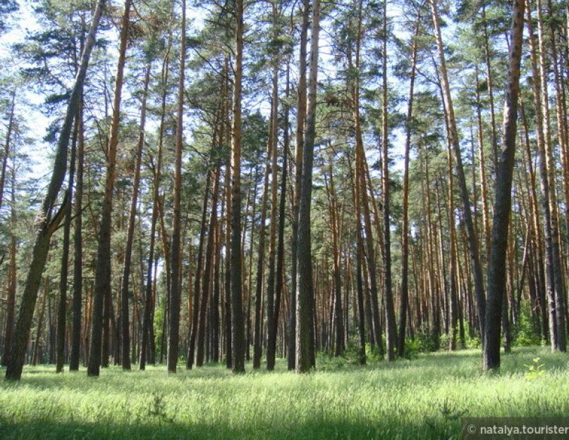 تمتد غابة كثيفة طويلة لعدة كيلومترات.  جانب Meshcherskaya من Paustovsky.  لم يتم وضع الفاصلة مع أعضاء متجانسة