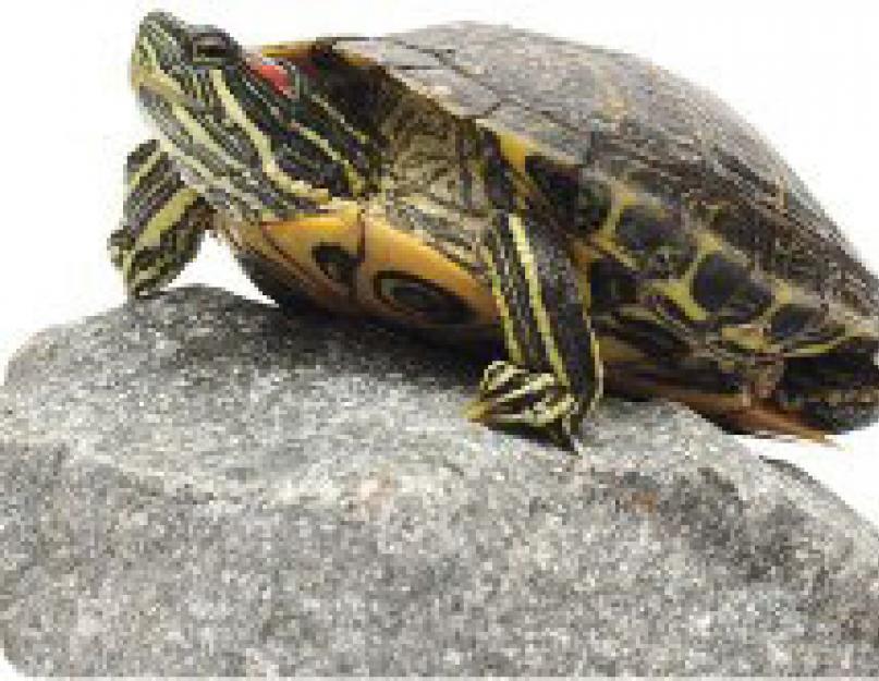 Красноухая черепаха: как ухаживать в домашних условиях? Всё, что нужно знать о уходе за черепахой в домашних условиях