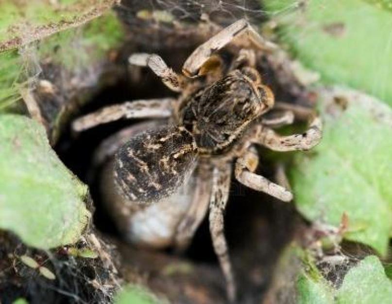 Dél-orosz tarantula vagy mizgir.  Mizgir Spider A mizgir veszélyes és mit eszik