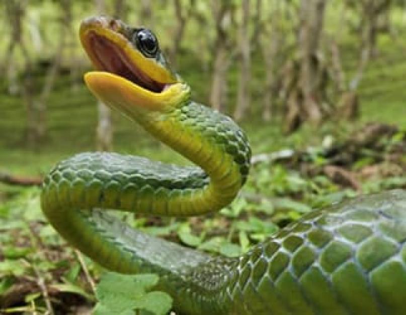 Приснилась черная змея которая хотела укусить. Сонник: змея нападает, кусает, спит, добрая, красивая. Толкование сна Змея. К чему снятся Змеи по книге сновидений