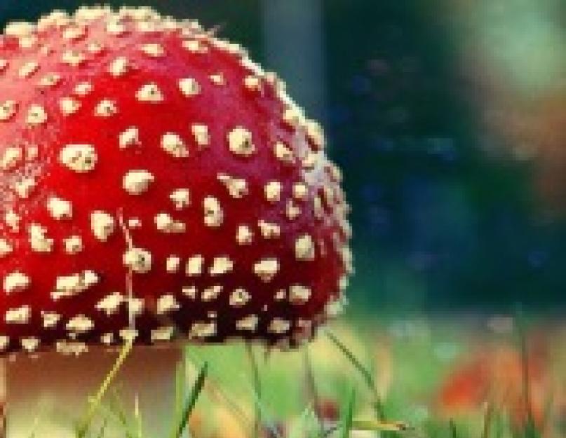 К чему снится собирать съедобные и несъедобные грибы? Собирать грибы – сонник: к чему снится сбор грибов во сне