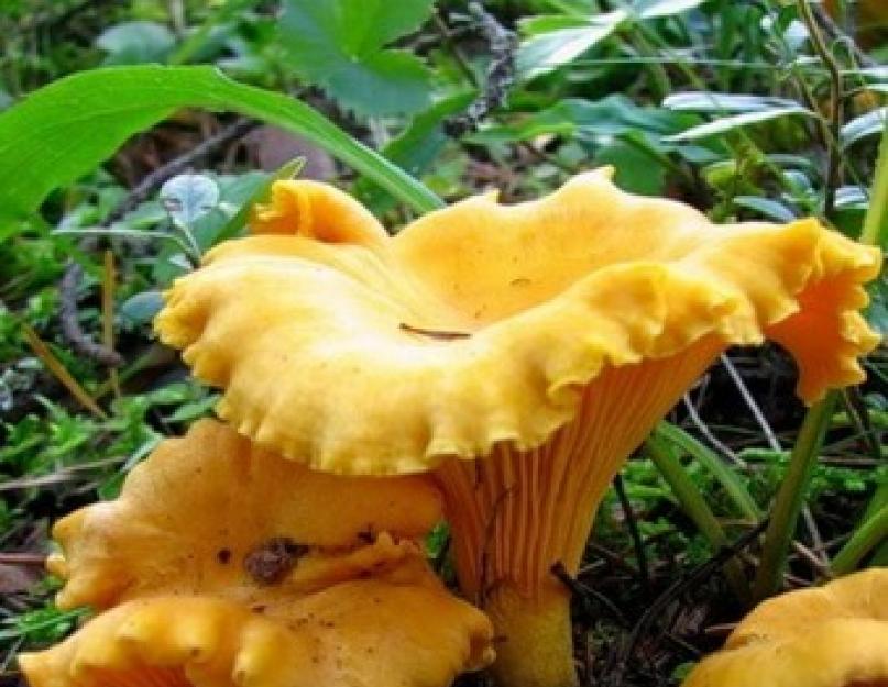 Самые вкусные грибы. Где растут рыжики: леса, места и время сбора