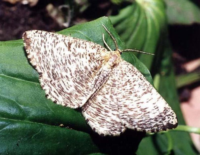 कीट कैटरपिलर कहाँ रहता है।  सुंदर पतंगा तितली।  विभिन्न प्रकार के भूमि सर्वेक्षणकर्ताओं की विशिष्ट विशेषताएं
