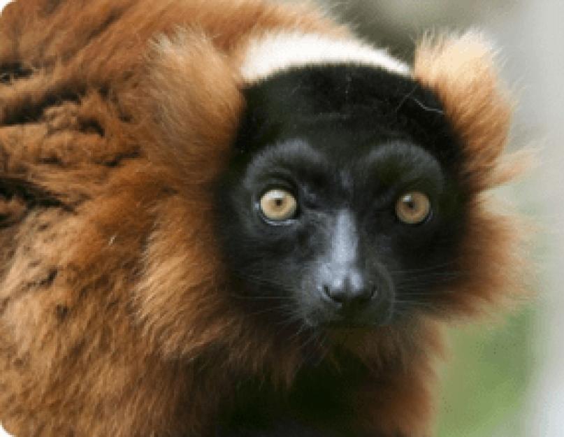 حيوان يشبه اللوريس.  غالاجو - الليمور الأفريقي.  نمط حياة خفاش مدغشقر