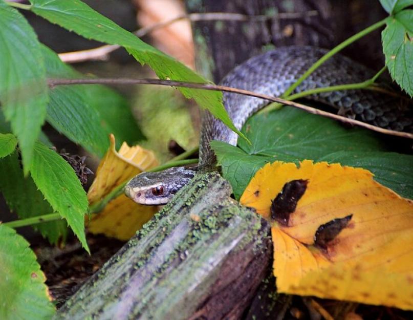 Гадюка змея. Образ жизни и среда обитания гадюки. Гадюка обыкновенная. Фото ядовитой красавицы Какая змея ядовитая гадюка или уж