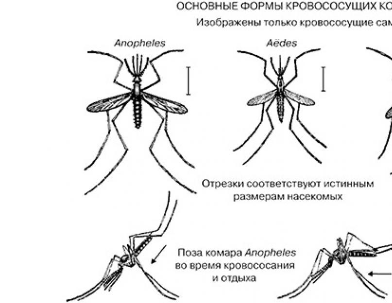 Комар малярийный комар членистоногие двукрылые. Ротовой аппарат малярийного комара. Диагностические признаки малярийного комара. Малярийный комар размер. Развитие малярийного комара.