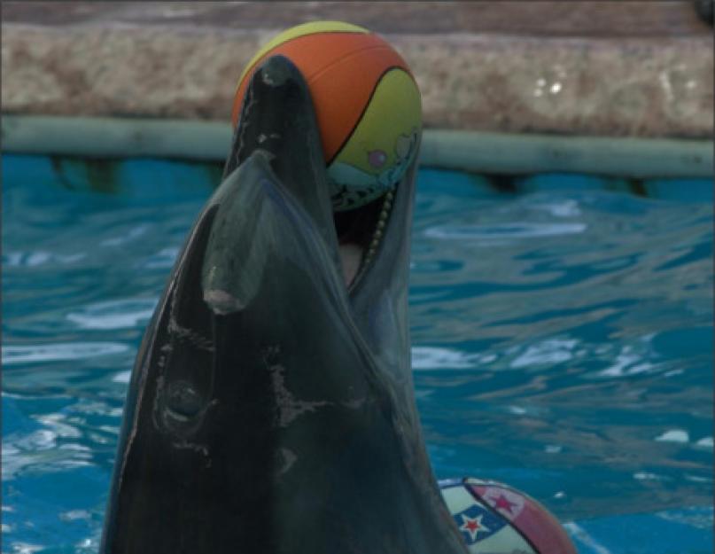 الدلافين الفقارية.  حيوان الدلفين: حقائق مثيرة للاهتمام بالصور ومقاطع الفيديو.  الدلفين الوردي له فم على شكل منقار