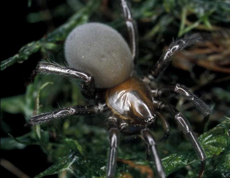 أنواع عنكبوت الماء.  بماذا يملأ العنكبوت الفضي عشه تحت الماء؟  بيت العنكبوت الفضي المذهل