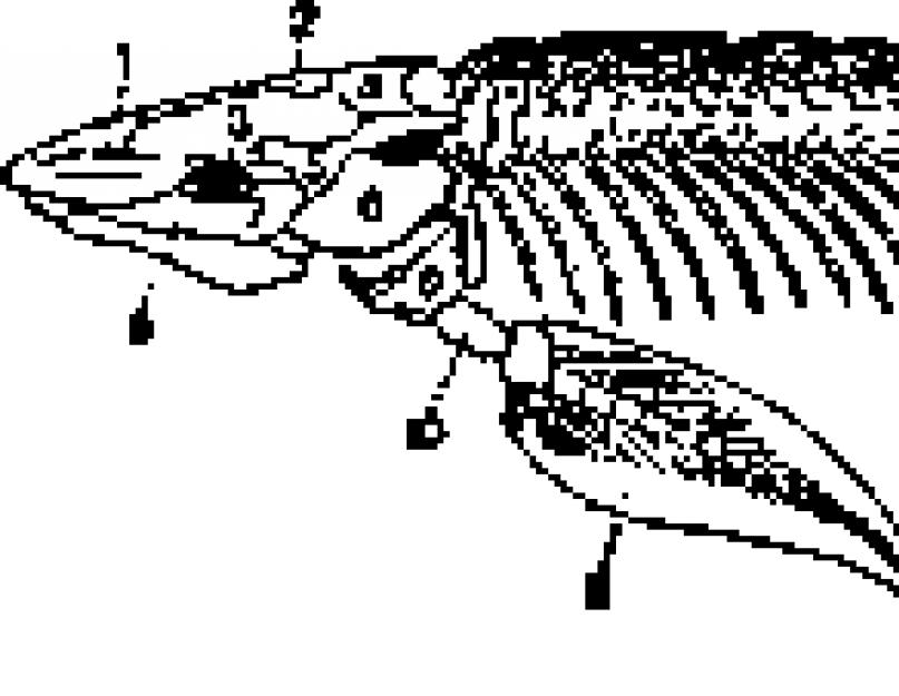 Példa erre a tüdőhalak tüdejének megjelenése.  Tüdőhal.  Protopter a szárazság idején sárba temetett
