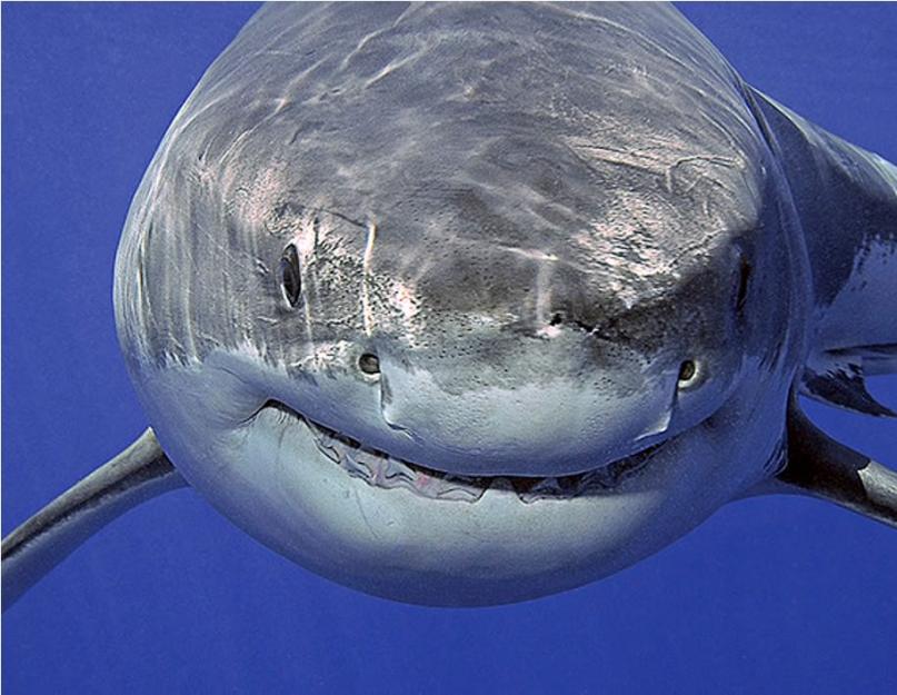 Белая акула по сравнению с человеком. Полет большой белой акулы. Кто такая большая белая акула