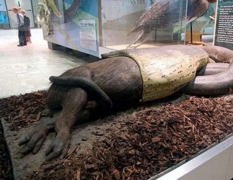 Самая длинная змея в мире, змеи большого размера. Самые большие змеи на земле
