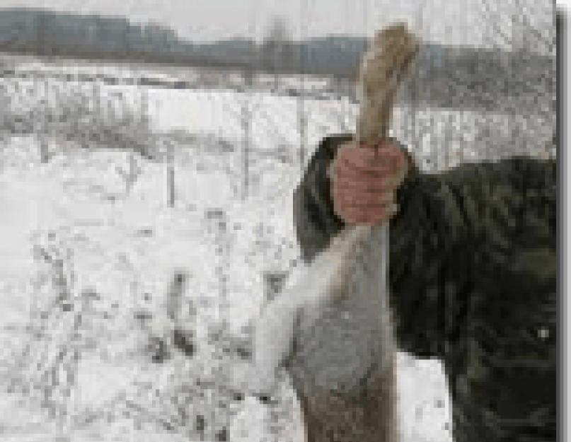 A nyulat követve.  Még néhány titok egy tapasztalt vadásztól a mezei nyúlvadászati ​​szezon nyitányáig