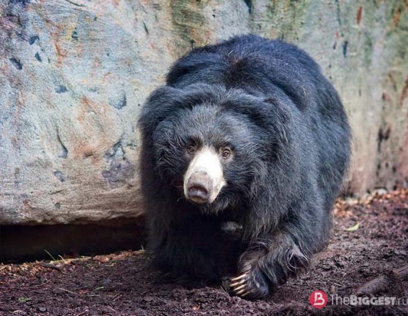 Fülű medvék.  A modern medvefajok rövid áttekintése – Őrült zoológus