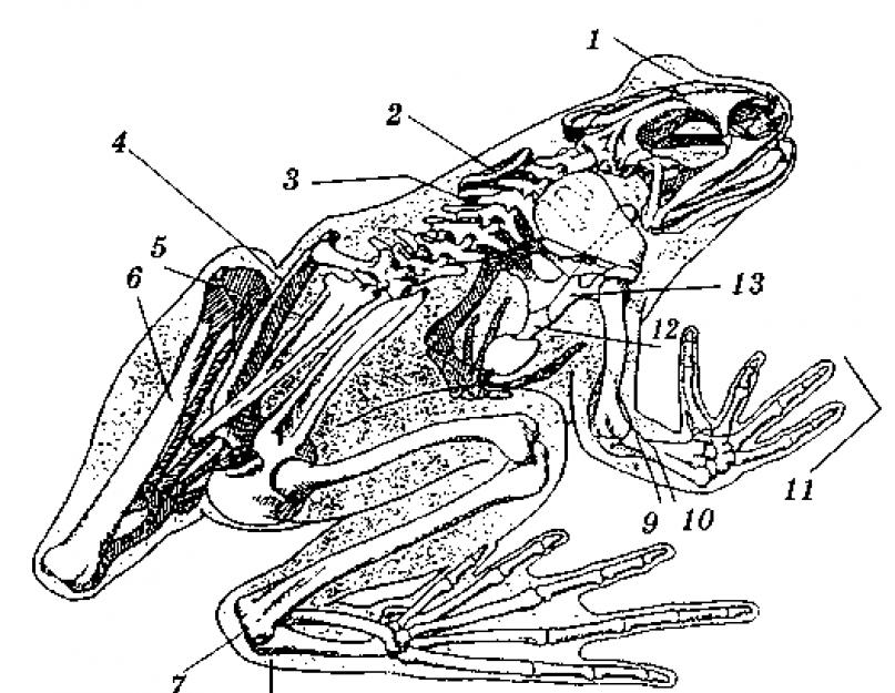 Земноводных корень. Внутреннее строение лягушки скелет. Земноводные скелет лягушки. Класс земноводные строение лягушки скелет. Анатомия земноводных скелет.