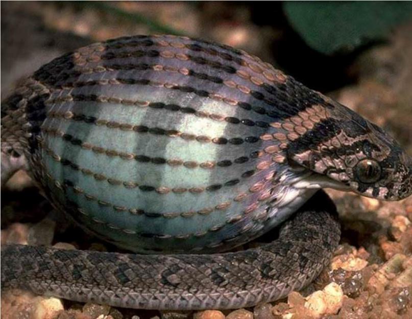 Tojás kígyó.  Afrikai tojáskígyó.  Dasypeltis scabra = afrikai tojáskígyó