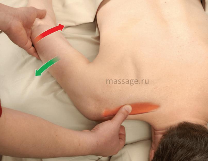 Повреждение надостной мышцы плеча. Анатомия плеч — Научный подход к тренировке плеч