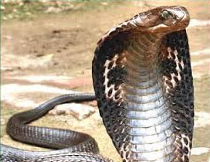 Какой вид яда змеи наиболее опасен. Самые опасные змеи в мире