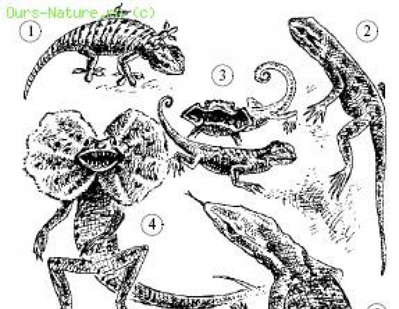 الزواحف المائية.  فئة الزواحف.  موائل التمساح