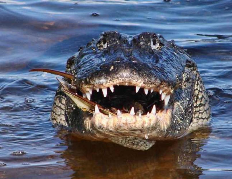Что делать, если на вас напал крокодил или аллигатор. Нападения крокодилов на людей в бангкоке Опасен ли крокодил для человека