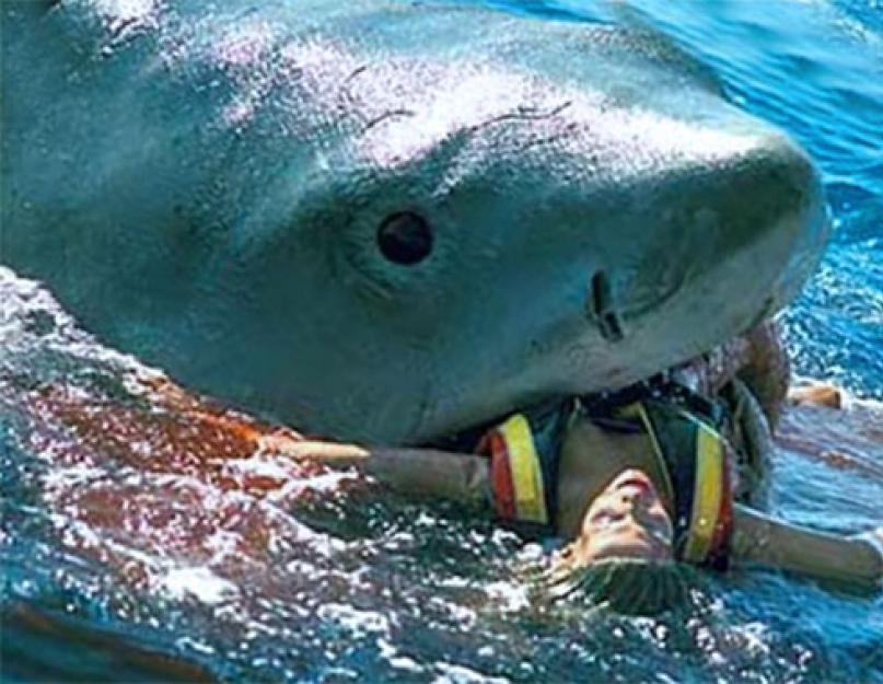 القرش روكين.  يعتبر سمك القرش ذو الأنف الحاد خطيرًا على البشر حتى في أنهار المياه العذبة.  السلوك والتغذية