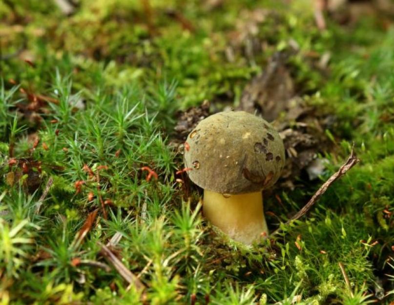 Грибы наших лесов ядовитые и съедобные. Ядовитые грибы России: Как определить ядовитый гриб, как отличить съедобный гриб
